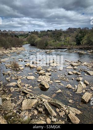 « Un marécagou du temps » le marécagou de la rivière à Richmond, dans le North Yorkshire, au début du printemps Banque D'Images