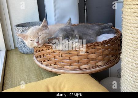 Portrait de deux chatons mignons qui se nappent dans un panier en osier Banque D'Images