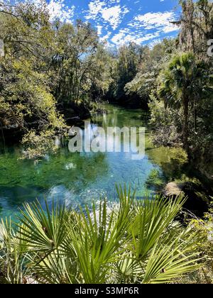 Blue Spring au Blue Spring State Park, un refuge de Manatee de Floride dans le comté de Volusia, Floride.(ÉTATS-UNIS) Banque D'Images