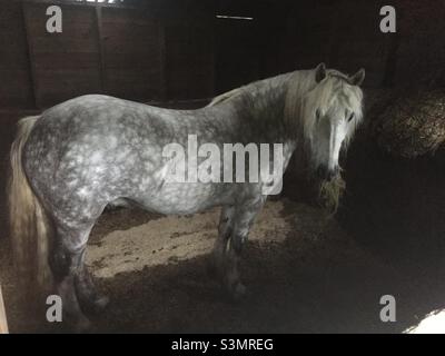 Le cheval gris de Dapple mangeant du foin dans son écurie au crépuscule Banque D'Images