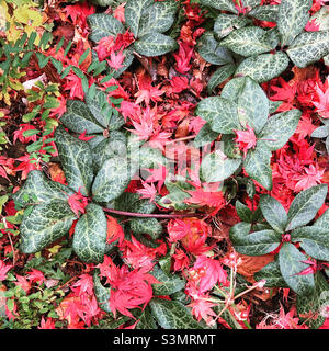 La plante hellebore perce à travers les feuilles d'érable tombées en automne Banque D'Images