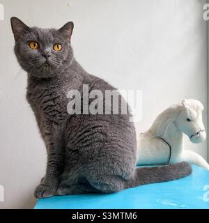 Chat de shorthair britannique et jouet moelleux. Banque D'Images