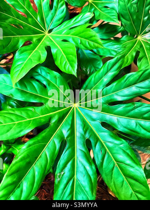 Feuilles de Fatsia japonica.Art numérique Banque D'Images