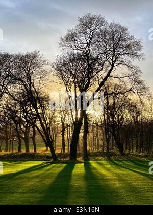 Soleil d'hiver bas filtrant à travers les arbres approchant le coucher du soleil Banque D'Images