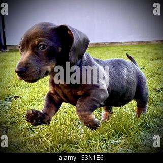 Billie Reynolds Puppy Dog miniature Dachshund chien de saucisse bleu Banque D'Images