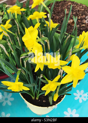 Les jonquilles de couleur jaune printanière poussent dans un pot de fleurs. Banque D'Images