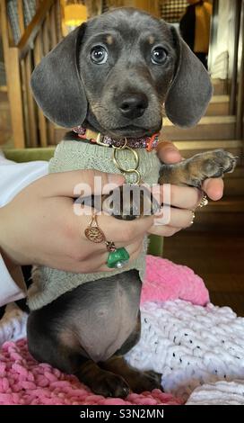 Billie Reynolds miniature Dachshund Puppy Girl petit chien mignon Puppy Eyes Banque D'Images