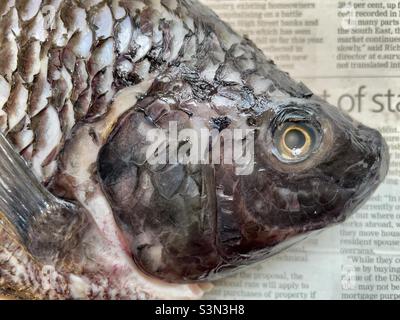 La tête d'un tilapia poisson sur un fond de papier journal Banque D'Images