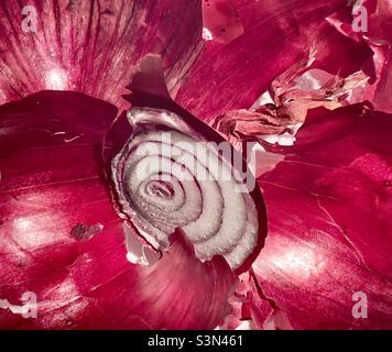 Restes de morceaux d'un oignon rouge pelé, peau rouge vif et anneaux concentriques, déchets de cuisine Banque D'Images