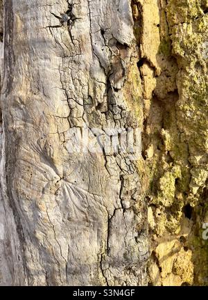 Un arbre pourri au bord de la rivière à Worcester en gros plan Banque D'Images
