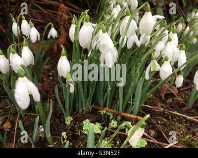 Rosée sur Snowdrops (galanthus) dans un jardin de printemps Banque D'Images