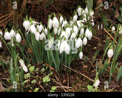 La rosée tombe sur une souche de gouttes de neige blanches (galanthus) dans un jardin hivernal Banque D'Images