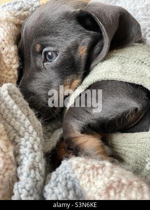 Billie Reynolds miniature Dachshund chien de compagnie Banque D'Images