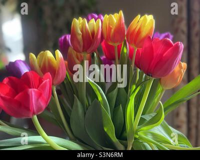 Affichage tulipe. Banque D'Images