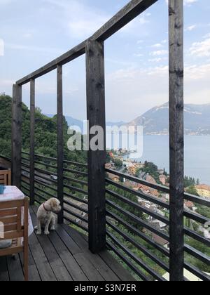 Buzz Reynolds regardant le lac de Côme depuis le Balcony Bellano Italy Dog Banque D'Images