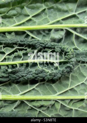 Gros plan de Cavalo Nero ou Cabbage toscan montrant la vaine foliaire Banque D'Images