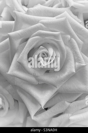 Image macro d'une fleur de bouton de rose. Une image monochrome qui a à la fois la texture et la profondeur. Une image triste et heureuse. Photo ©️ COLIN HOSKINS. Banque D'Images
