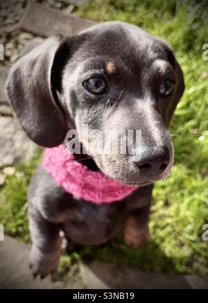 Billie Reynolds miniature Dachshund chien Puppy PET Banque D'Images