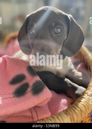 Billie Reynolds miniature dachshund chien de saucisse chiot chien d'animal de compagnie Banque D'Images