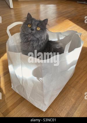 Jeune chat persan bleu assis dans un sac en papier sur un plancher en bois. Banque D'Images