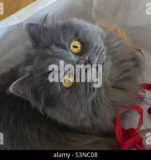 Gros plan sur le visage d'un jeune chat persan bleu avec de grands yeux jaunes. Banque D'Images