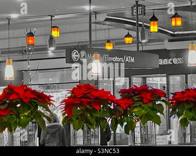 À l'intérieur du centre commercial City Creek à Salt Lake City, Utah, États-Unis pendant la saison de Noël. L'image est en noir et blanc, à l'exception de la couleur sélectionnée sur les poinsettias et les lanternes/lumières. Banque D'Images