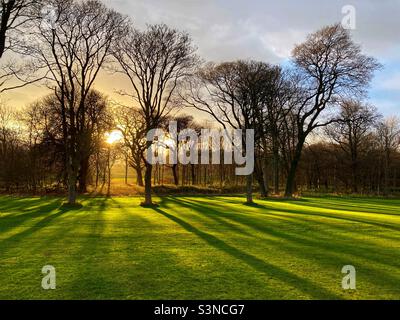 Soleil d'hiver bas filtrant à travers les arbres approchant le coucher du soleil Banque D'Images