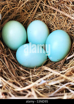 Œufs de Bluebird de l'est dans un nid de paille de pin. Banque D'Images