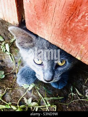 Adorable, timide chaton gris sort de sous une clôture rouge, cachette, sauvetage d'animaux Banque D'Images