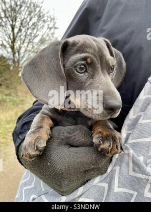 Billie Reynolds miniature Dachshund Puppy dans un sac de marche Banque D'Images