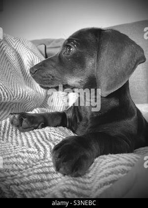 Billie Reynolds miniature Dachshund Puppy Dog Banque D'Images