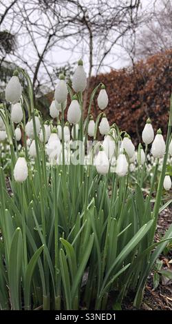 Chutes de neige en gros plan dans un jardin en février, dans le North Yorkshire, au Royaume-Uni Banque D'Images