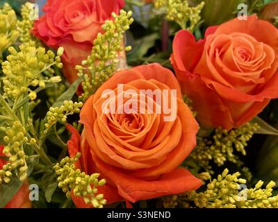 Belle rose orangée. Banque D'Images