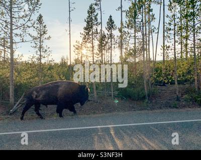 Bison marchant sur la route dans le parc national de Yellowstone. Banque D'Images