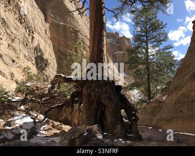 Arbre déraciné au Nouveau-Mexique, États-Unis, racines exposées avec la neige tombée. Banque D'Images