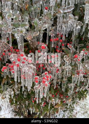 Baies couvertes de glace Banque D'Images