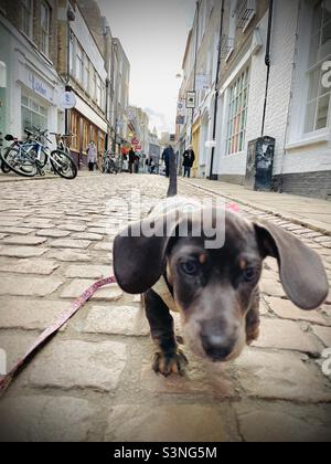 Billie Reynolds miniature Dachshund chien Puppy Cambridge Banque D'Images