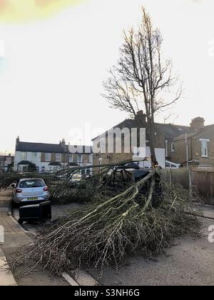 Un arbre tombé dans une rue du nord de Londres pendant une tempête Banque D'Images