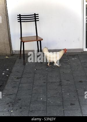 POURQUOI LE POULET A-T-IL TRAVERSÉ LA ROUTE ? OU pourquoi le poulet a-t-il marcher devant la chaise ? Banque D'Images