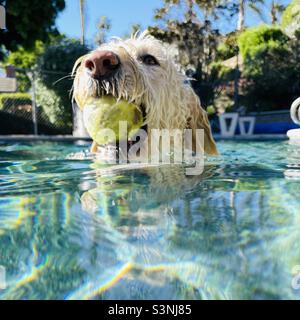 Une labradoodle blanche nageant dans une piscine avec une balle de tennis dans sa bouche. Banque D'Images