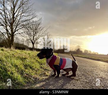 Miniature Dachshund Billie Reynolds Sunset Walk Banque D'Images