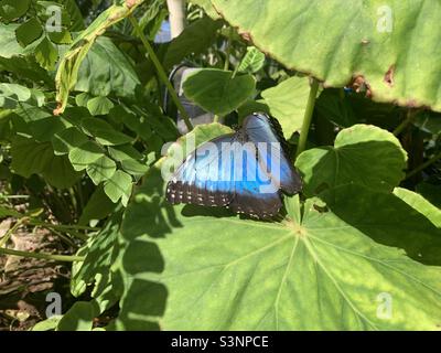 Papillon de morpho bleu (Morpho Peleides) sur une feuille, Équateur. Banque D'Images