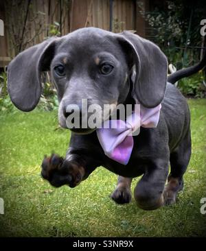 Mini Dachshund Billie Reynolds saucisse chien mignon Puppy Banque D'Images