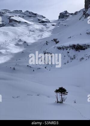 Vue sur Jochpass dans la station de ski du Mont Titlis Engelberg avec un petit arbre qui pousse en premier plan. Banque D'Images