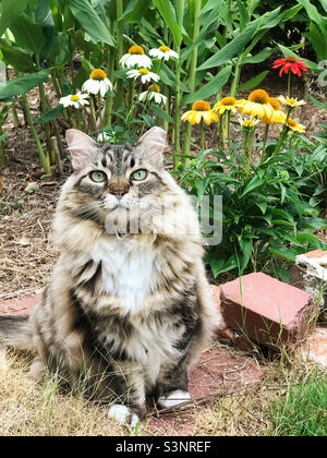 Chat kitty domestique à poil long qui pendait dans un jardin de jardin. Banque D'Images