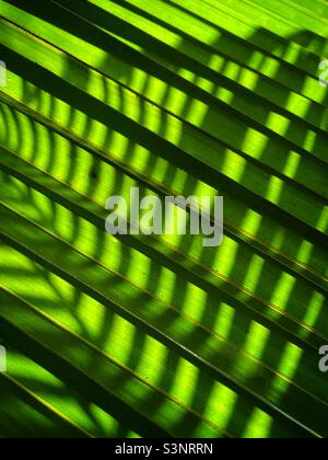 Lumière et ombres créant des motifs de lignes sur les feuilles de noix de coco Banque D'Images