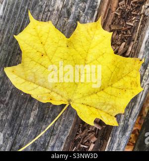 Couleur d'automne; une feuille de sycomore jaune sur un morceau de bois partiellement pourri Banque D'Images