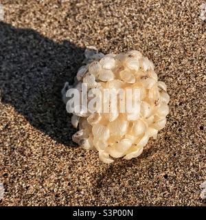 Un coquetier commun (Buccinum undatum) sur une plage de sable anglais. Banque D'Images