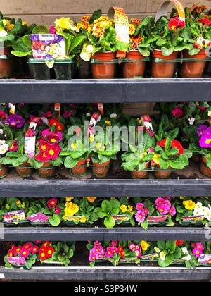 Fleurs printanières à vendre au centre du jardin Banque D'Images