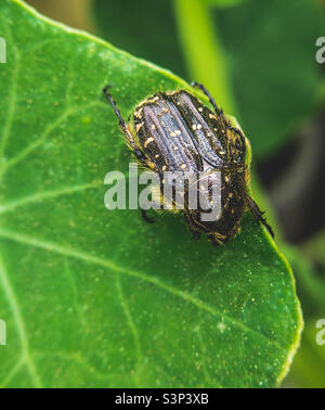 Un coléoptère de rose à poils blancs, assis sur une feuille de nasturtium Banque D'Images